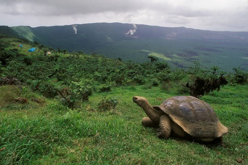 Giant Galápagos tortoise in lush green highlands